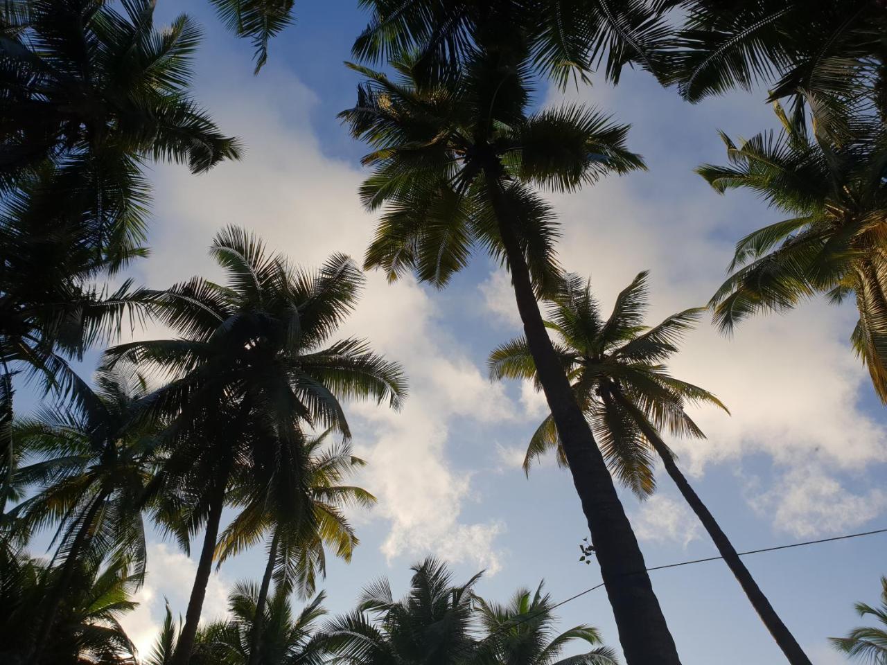 Palm Forest Палолем Екстериор снимка